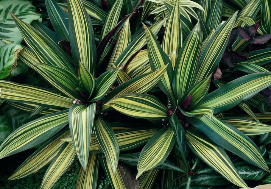 Традесканция покрывальчатая