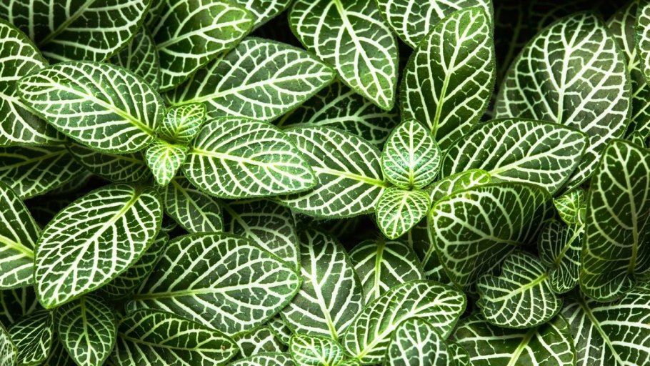 Комнатный цветок с зелеными листьями с белыми полосками