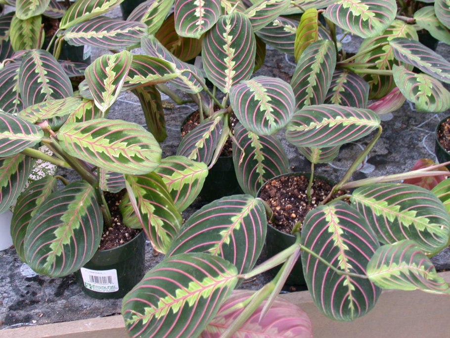 Маранта Амабилис