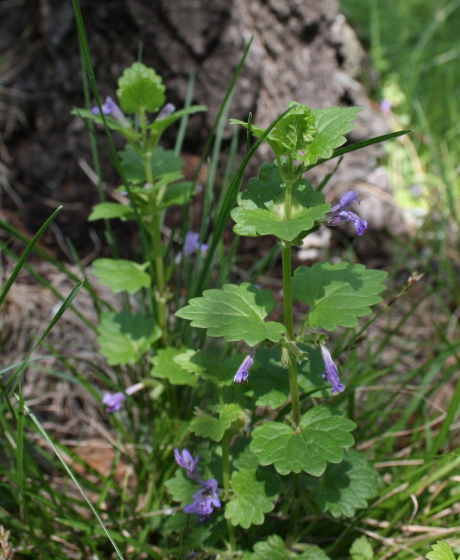 Будра плющевидная