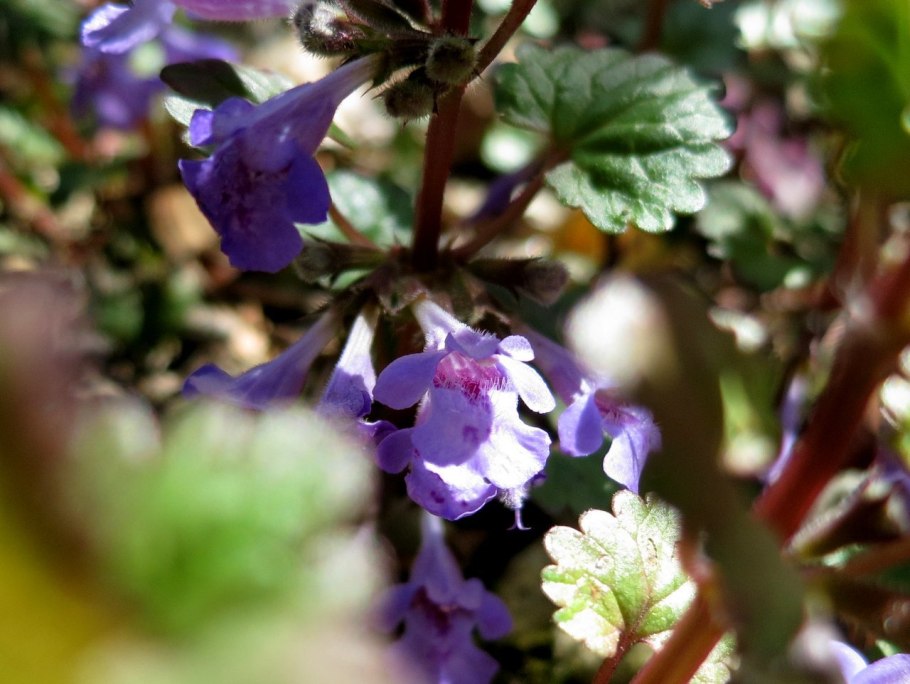 Будра Кошачья мята