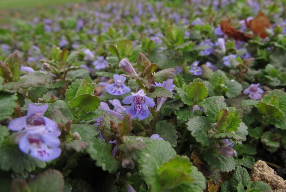 Будра плющевидная