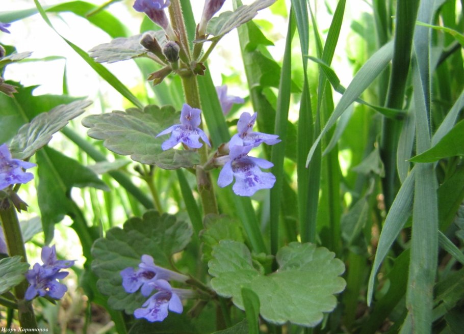 Собачья мята плющевидная