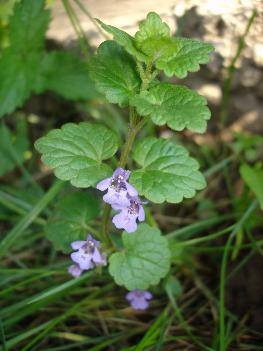 Будра глехома