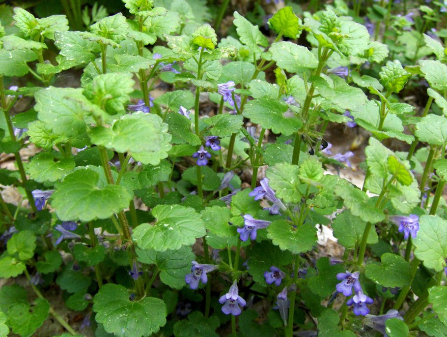 Будра плющевидная ягоды