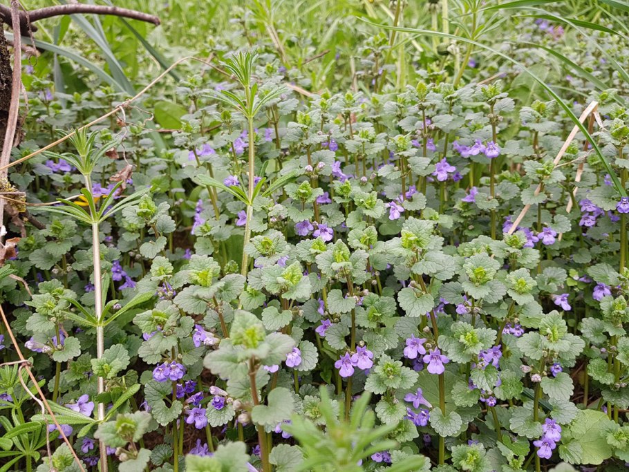 Глехома ампельная