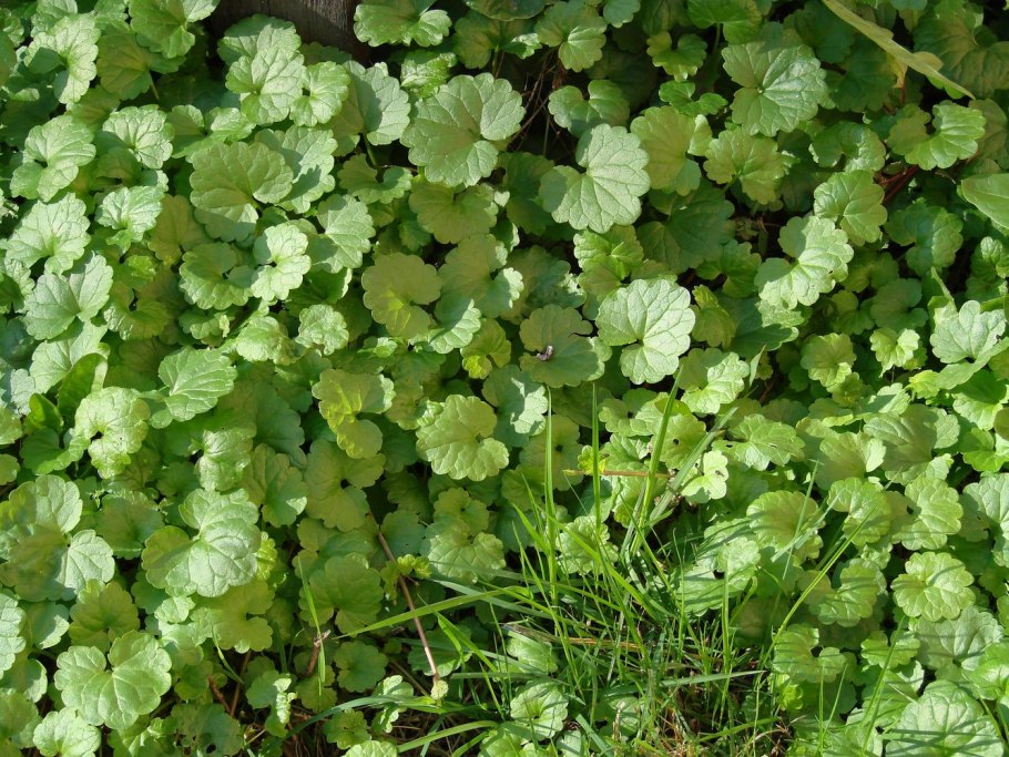 Будра плющевидная листья