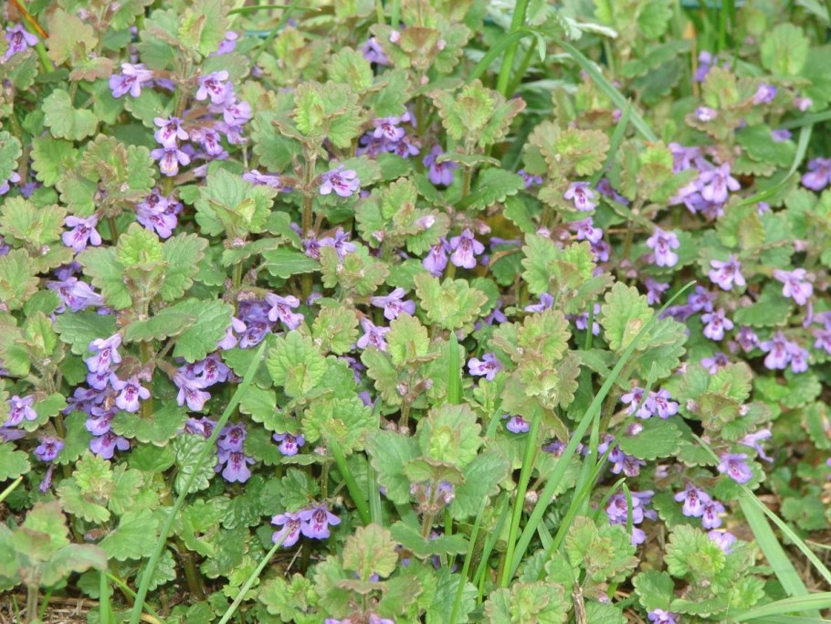 Будра плющевидная (будра стелющаяся, собачья мята)