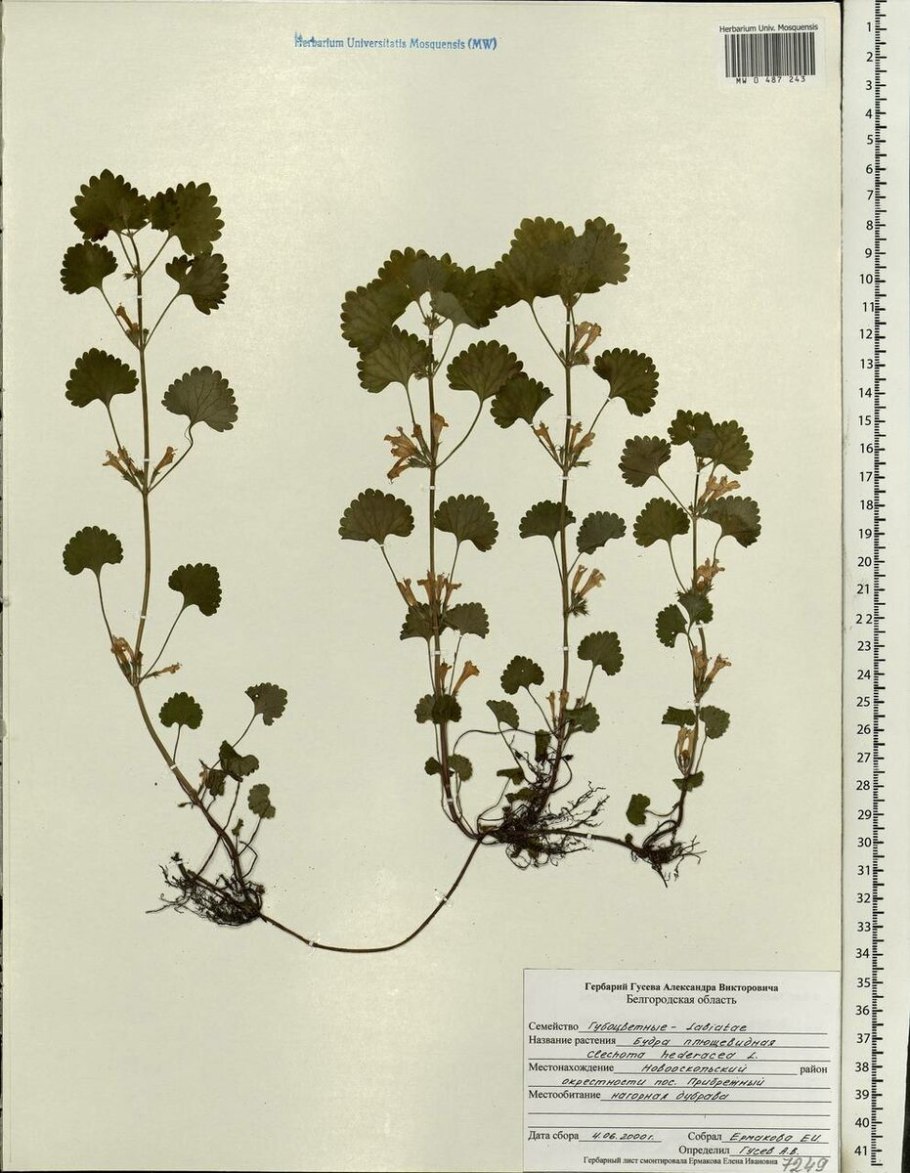 Сорняк будра плющевидная сорняк