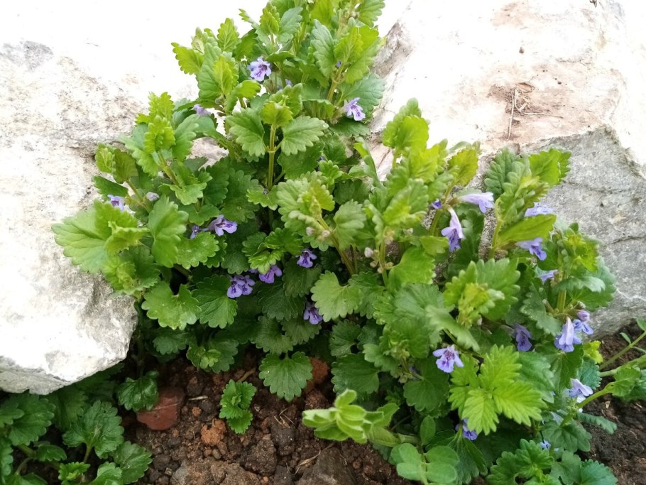 Будра обыкновенная