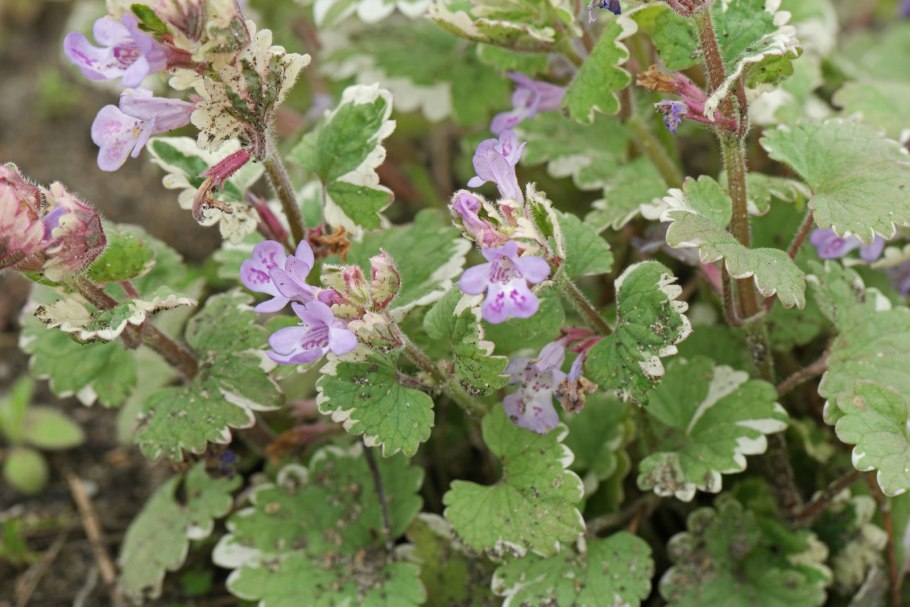 Будра Вариегата