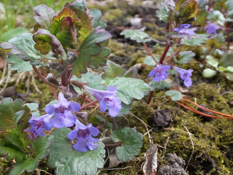 Сорняк будра плющевидная