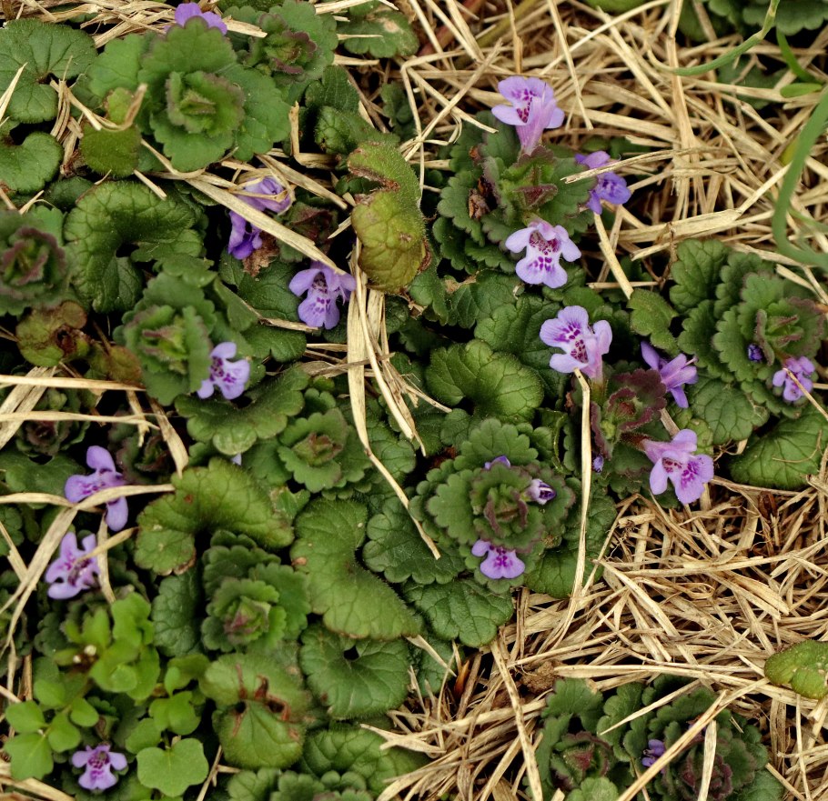 Будра ампельная