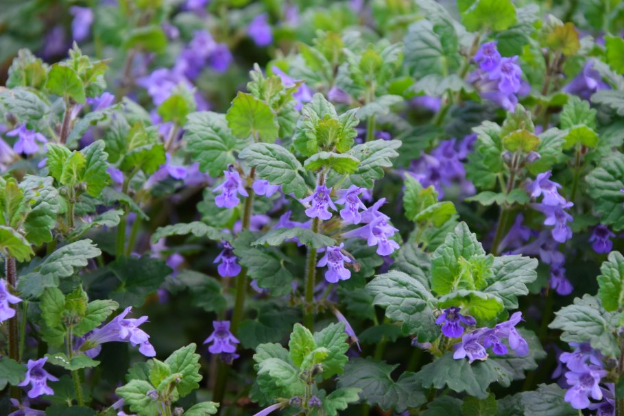 Будра плющевидная Glechoma hederacea