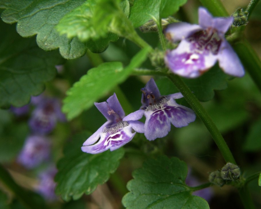 ВЕДЬМИНА трава будра