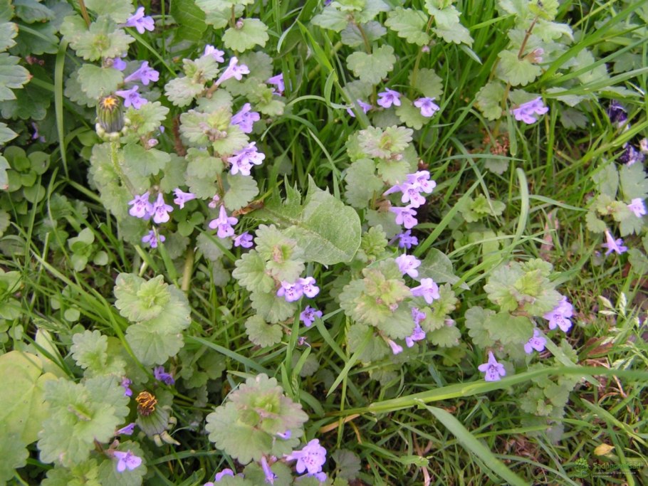 Будра плющевидная