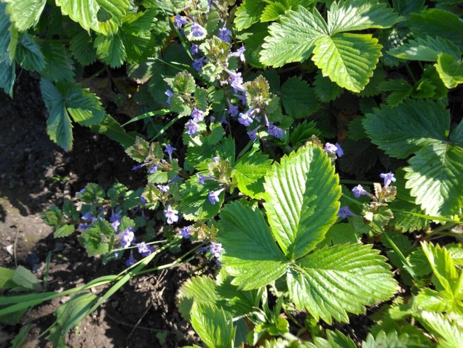 Будра собачья мята