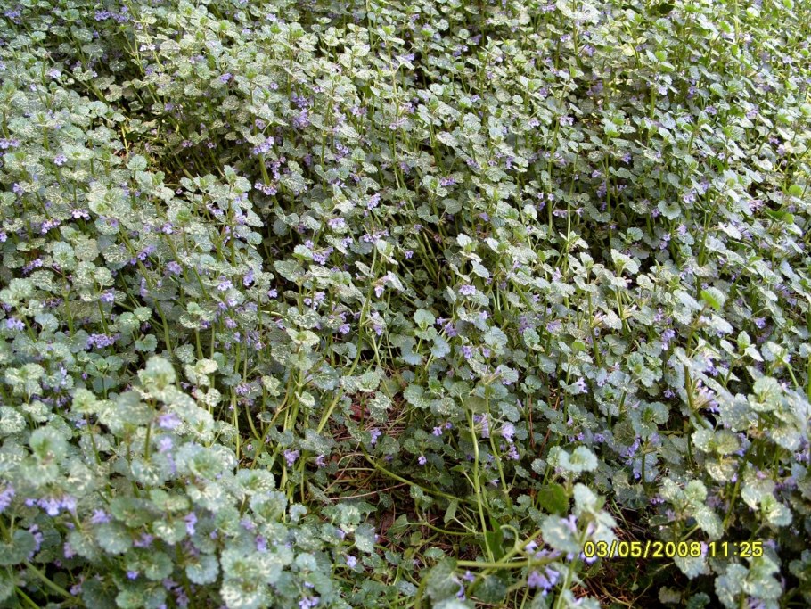 Будра глехома ползучая