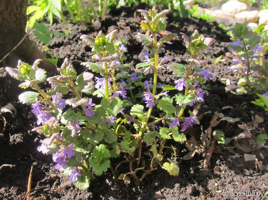 Ползучий сорняк будра