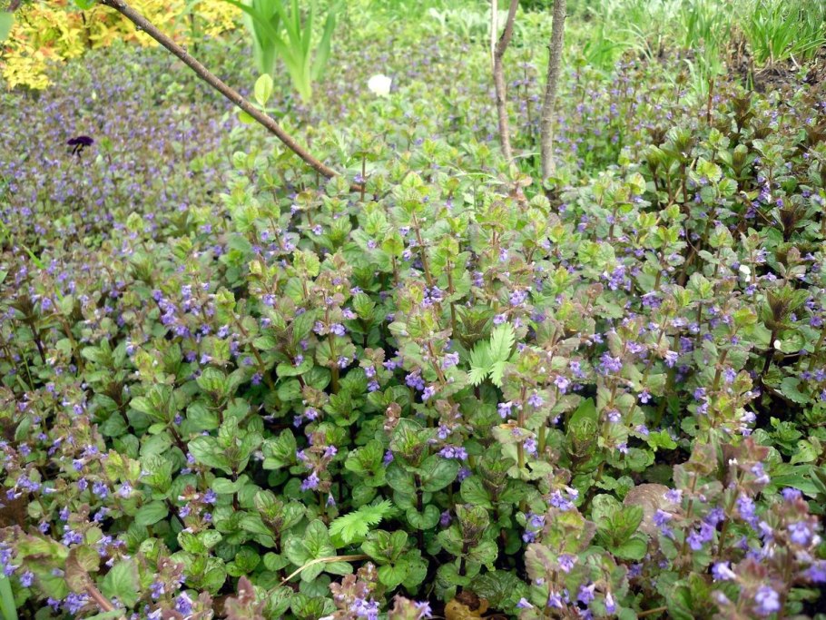 Будра плющевидная листья