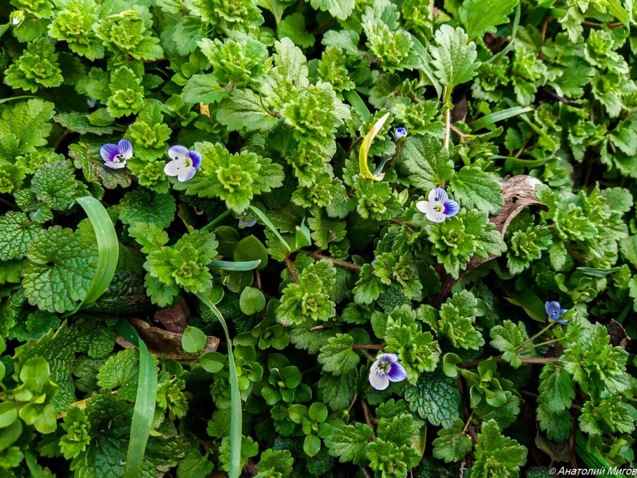 Будра плющевидная