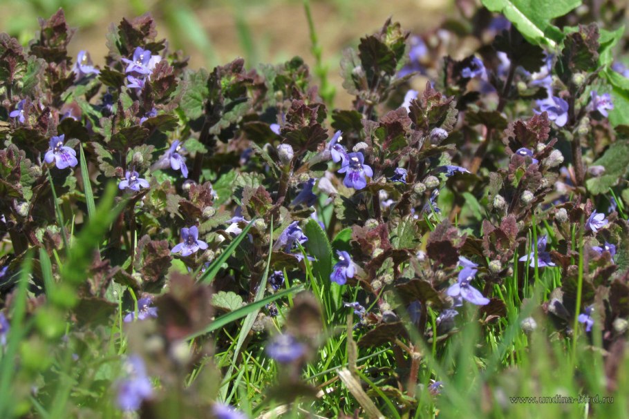 Будра плющелистная