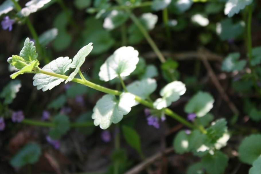 Собачья мята плющевидная