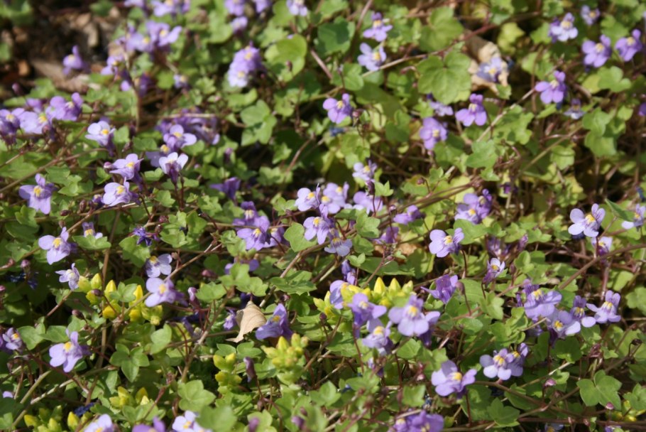 Будра плющевидная