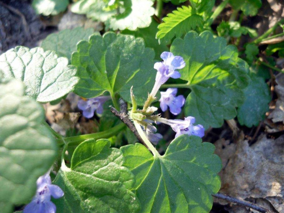 Будра глехома