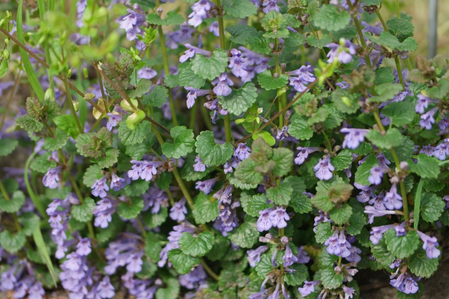 Будра плющевидная