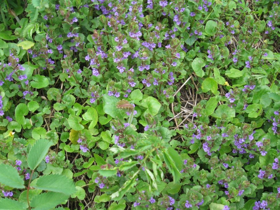 Будра семена Росток