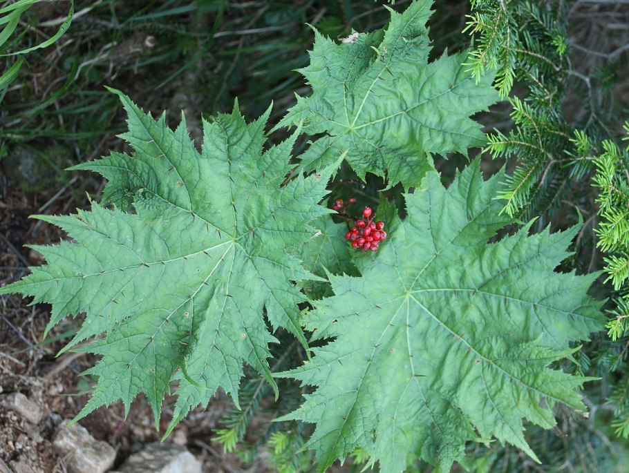 Oplopanax horridus заманиха