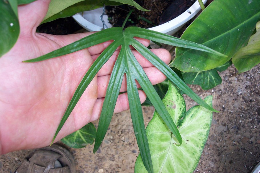 Амидриум Медиум вар (Эпипремнум SP.(t02) variegated)
