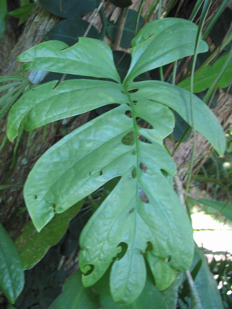 Amydrium variegated