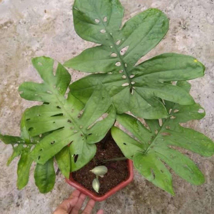 Amydrium zippelianum