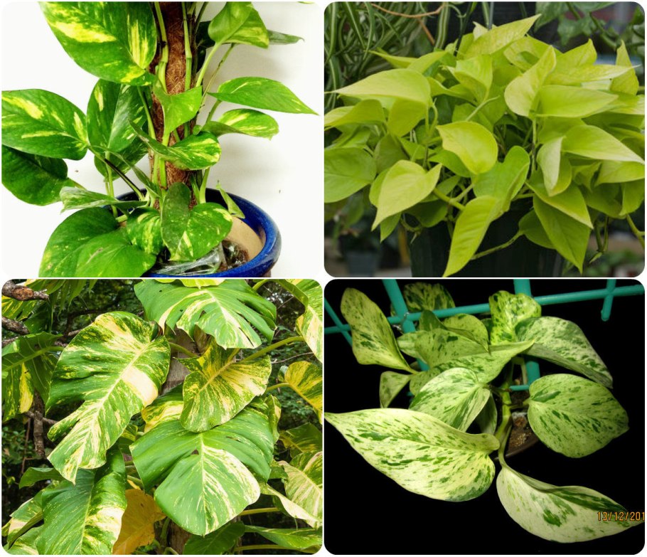 Epipremnum pinnatum Dragon Tail