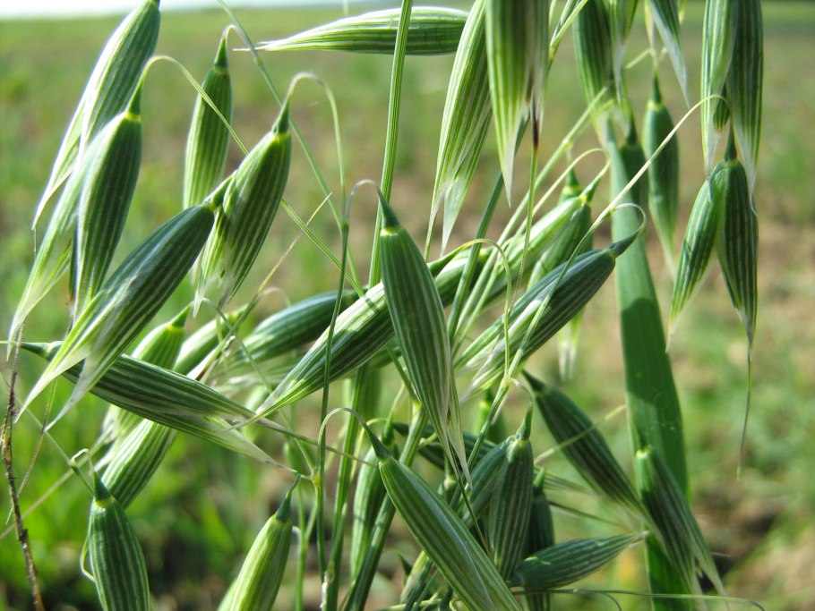 Овес обыкновенный (Avena Sativa