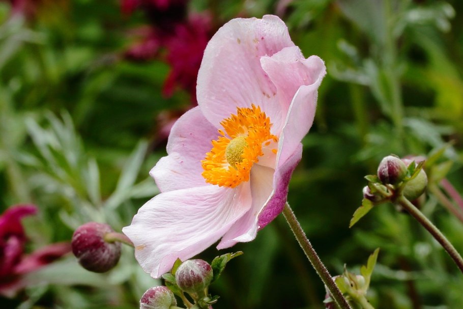 Ветреница Honorine Jobert