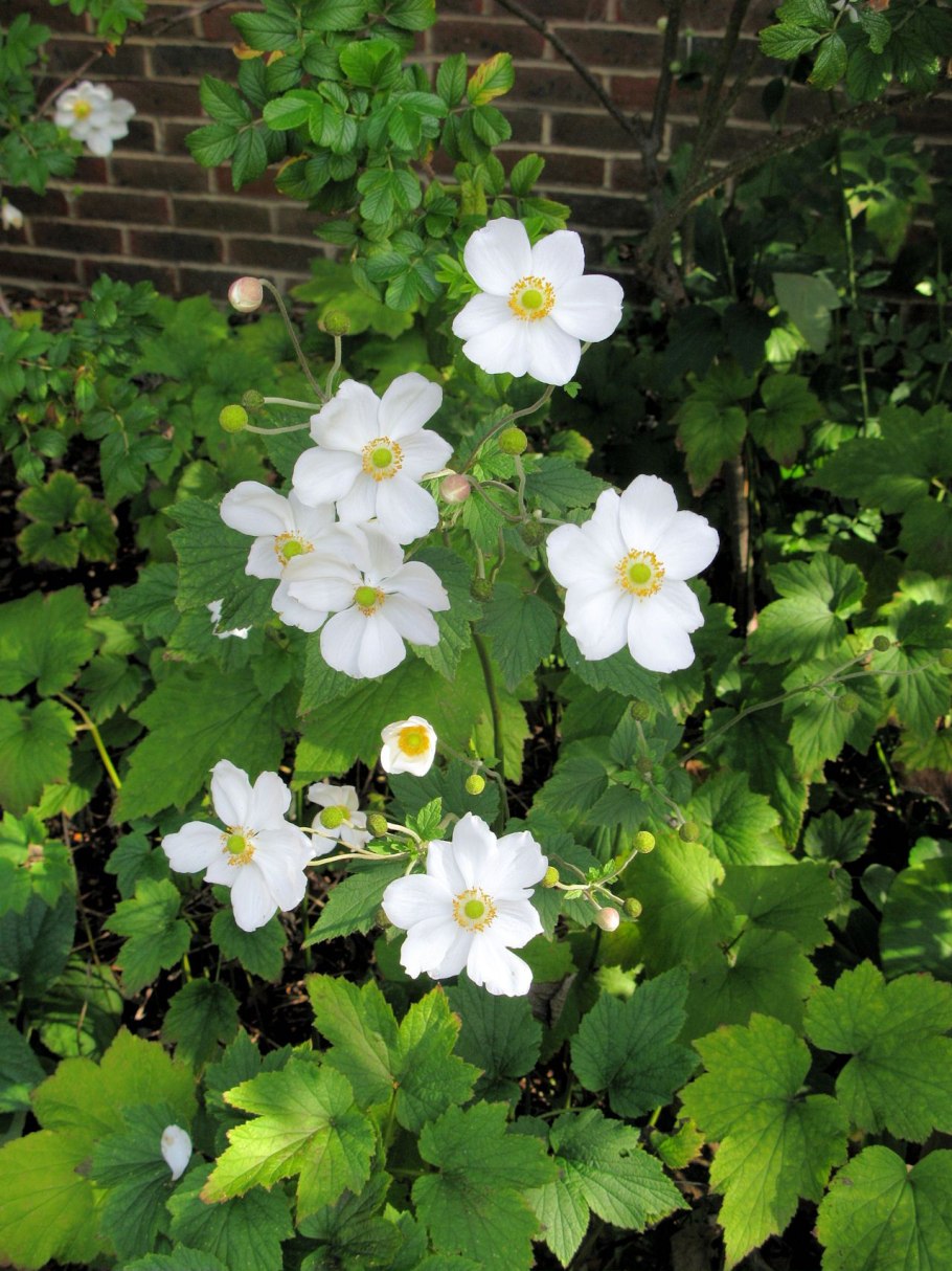 Анемона кустарниковая