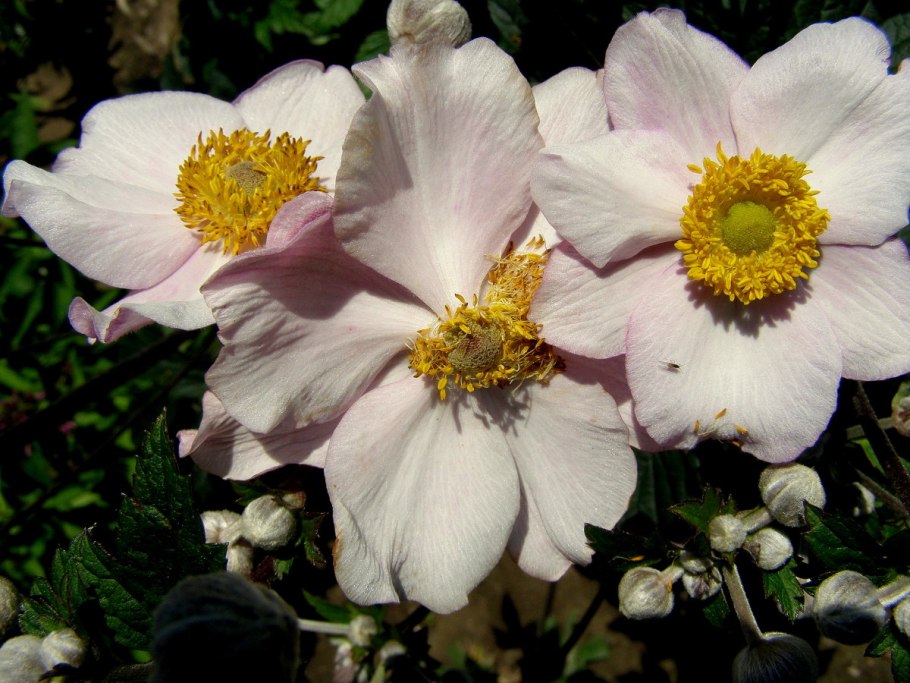 Анемона Робустиссима