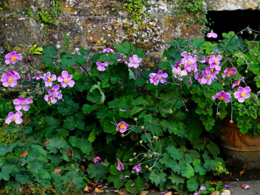 Анемона японская (a. japonica)