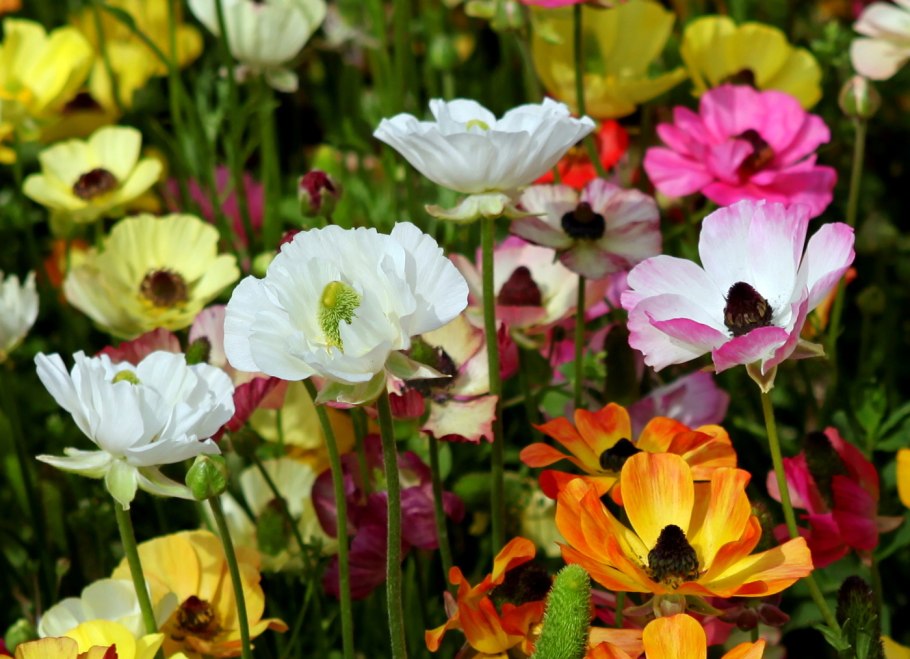 Анемона pseudoaltaica Double Pink