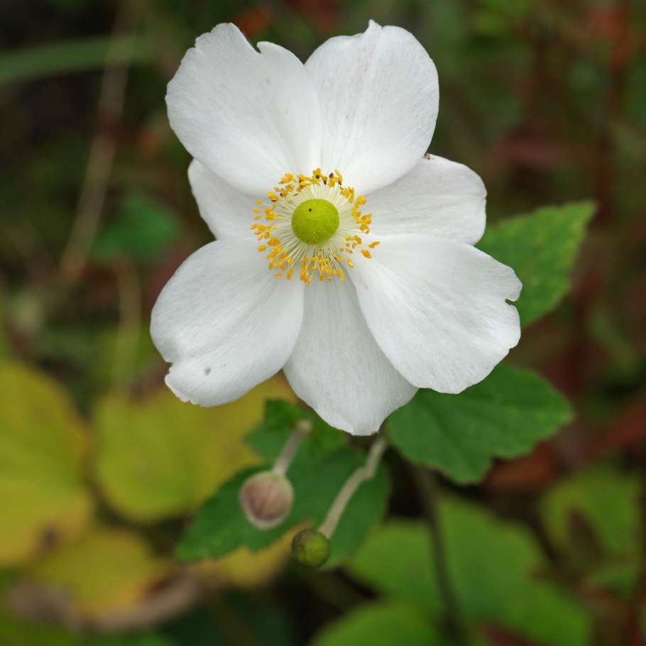 Анемона войлочная 'Robustissima'
