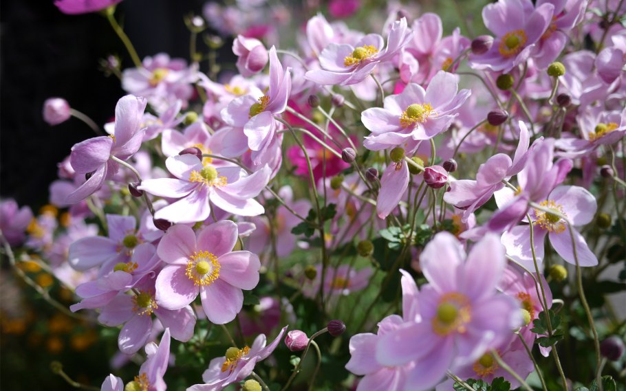 Анемон, ветреница (Anemone)