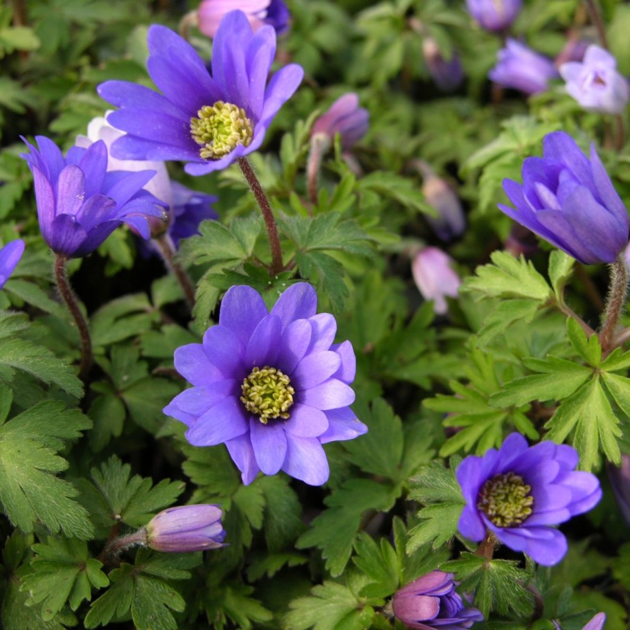 Анемона Мерон бордо букет