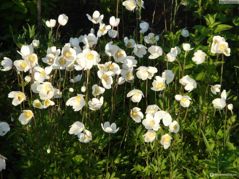 Анемона / ветреница Левейе