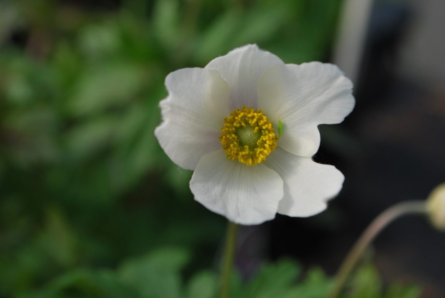 Ветреница лесная anemone sylvestris