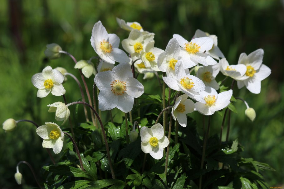 Анемона японская September Charm