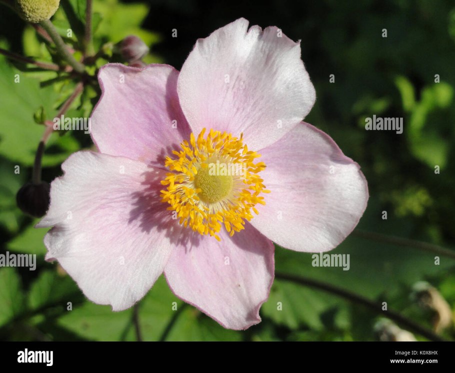 Анемона виноградолистная / Anemone vitifolia / (р9)