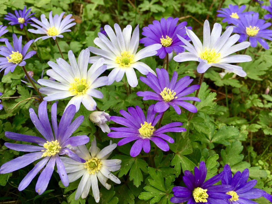 Анемона хубейская Anemone hupehensis